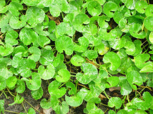 gotu kola